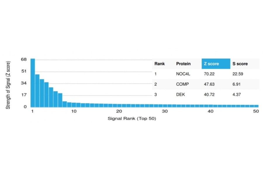 Protein Array - Anti-NOC4L Antibody [PCRP-NOC4L-1E3] (A250367) - Antibodies.com