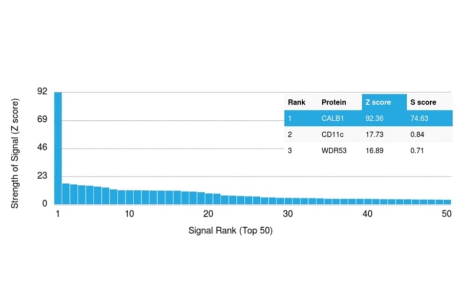 Protein Array - Anti-Calbindin Antibody [CALB1/2782] (A250369) - Antibodies.com