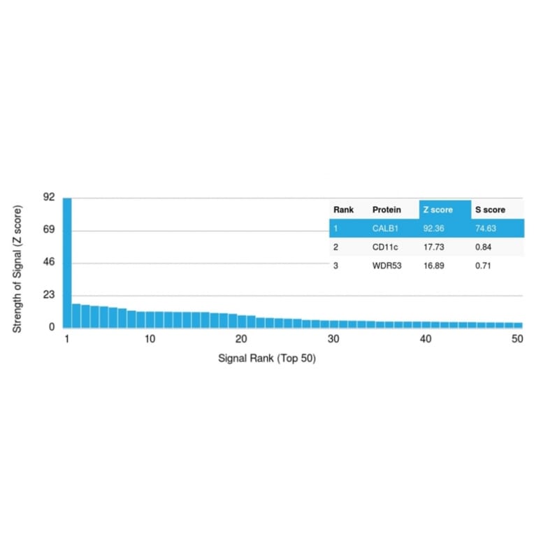 Protein Array - Anti-Calbindin Antibody [CALB1/2782] (A250369) - Antibodies.com