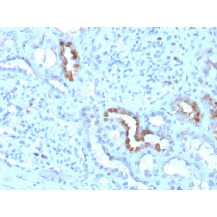 Immunohistochemistry - Anti-Calbindin Antibody [CALB1/3333] (A250371) - Antibodies.com