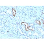 Immunohistochemistry - Anti-Calbindin Antibody [CALB1/3333] (A250371) - Antibodies.com