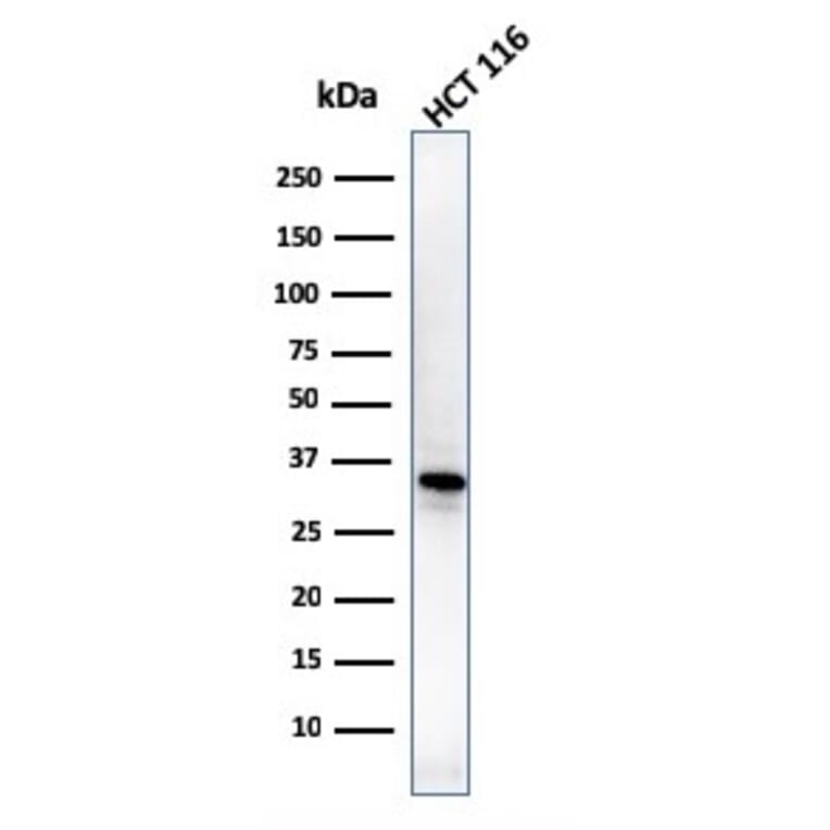 Western Blot - Anti-B7H4 Antibody [B7H4/1788] (A250377) - Antibodies.com