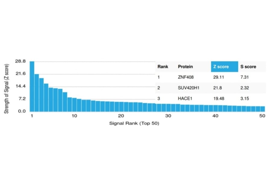 Protein Array - Anti-ZNF408 Antibody [PCRP-ZNF408-1E5] (A250378) - Antibodies.com