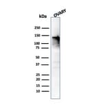 Western Blot - Anti-Caldesmon Antibody [CALD1/820] (A250382) - Antibodies.com