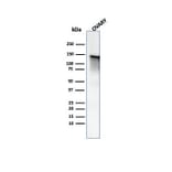 Western Blot - Anti-Caldesmon Antibody (A250386) - Antibodies.com