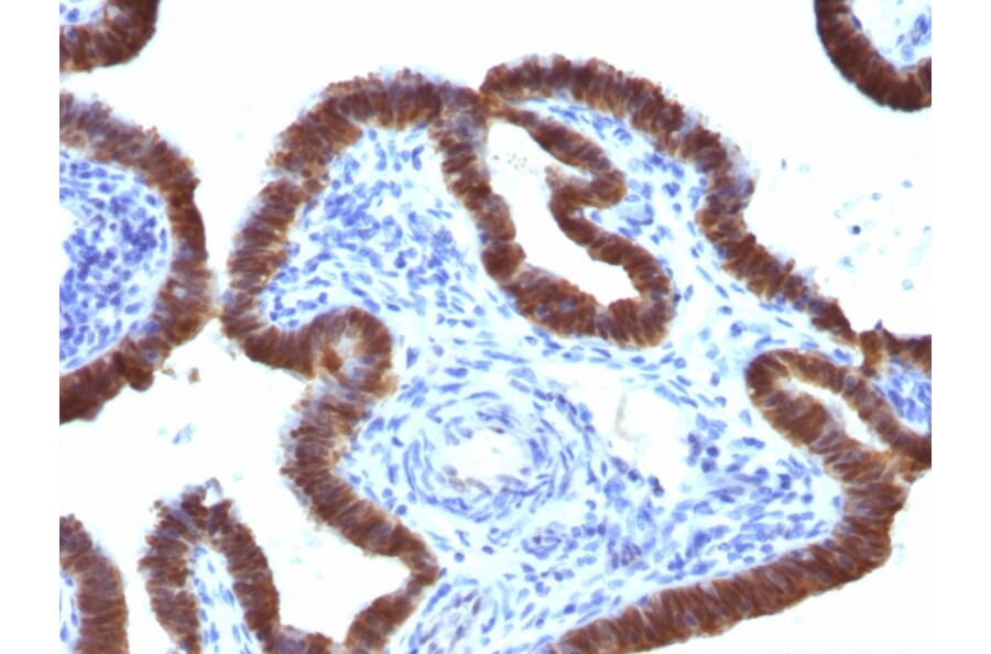 Immunohistochemistry - Anti-ASRGL1 Antibody [CRASH/1289] (A250387) - Antibodies.com