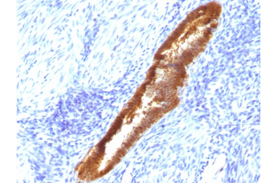 Immunohistochemistry - Anti-ASRGL1 Antibody [CRASH/1289] (A250386) - Antibodies.com