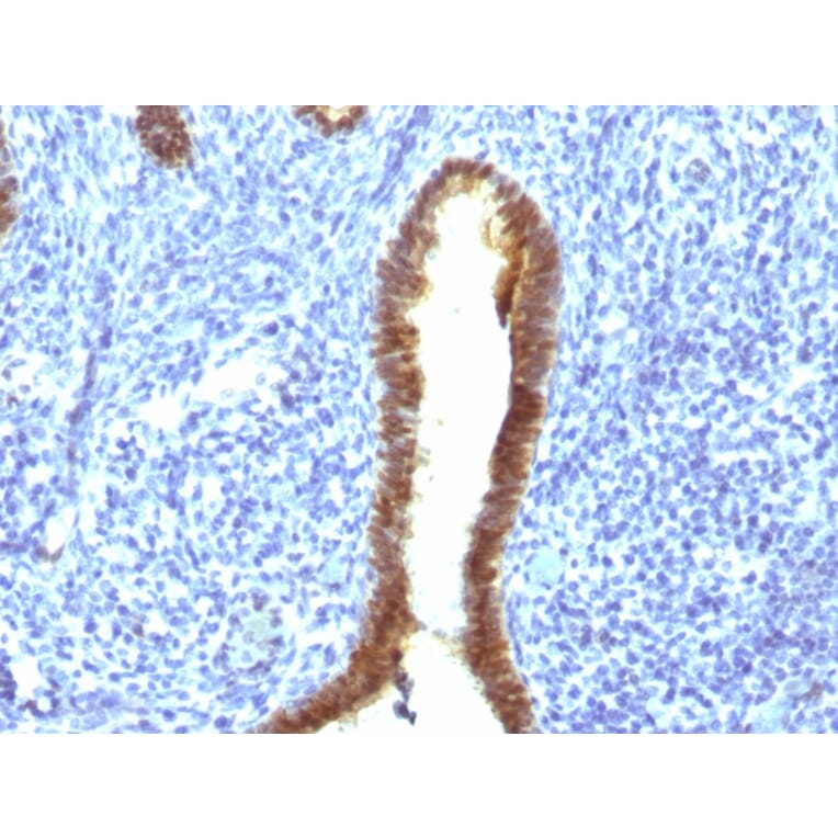 Immunohistochemistry - Anti-ASRGL1 Antibody [CRASH/1289] (A250387) - Antibodies.com