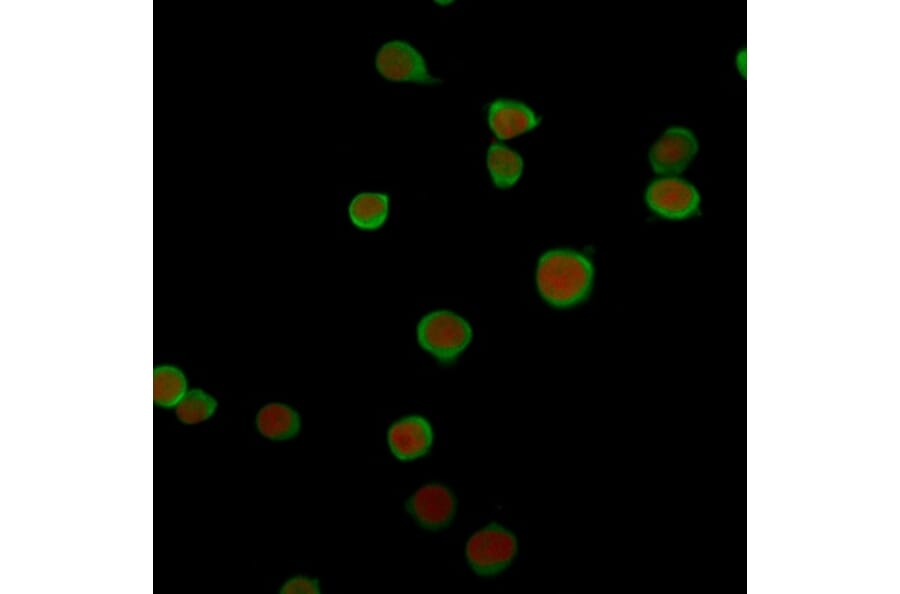 IF - Anti-PD-L2 Antibody [PDL2/2676] (A250390)