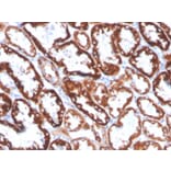 Immunohistochemistry - Anti-FGF23 Antibody [FGF23/4168] (A250395) - Antibodies.com