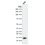 Western Blot - Anti-TCL1 Antibody [TCL1/2079] (A250397) - Antibodies.com