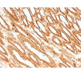 Immunohistochemistry - Anti-Calnexin Antibody [CANX/1541] (A250400) - Antibodies.com