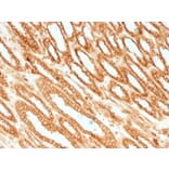 Immunohistochemistry - Anti-Calnexin Antibody [CANX/1541] (A250400) - Antibodies.com