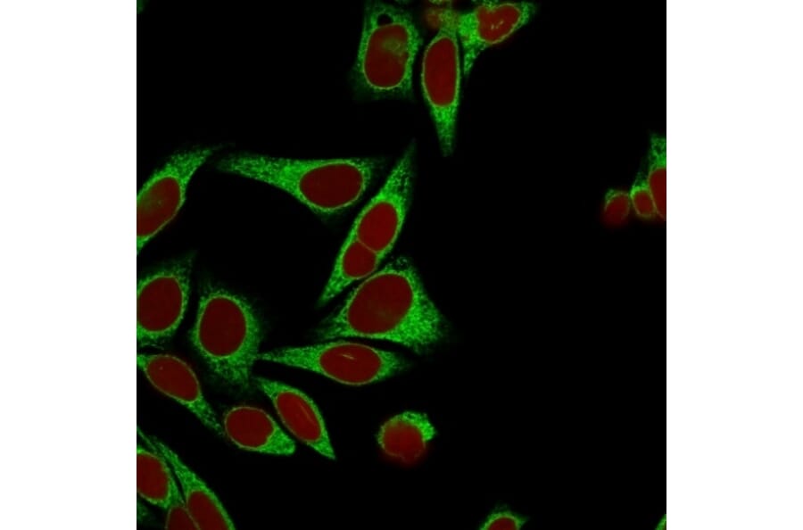 Immunofluorescence - Anti-Calnexin Antibody [CANX/1541] (A250399) - Antibodies.com