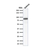 Western Blot - Anti-Calnexin Antibody [CANX/1541] (A250400) - Antibodies.com