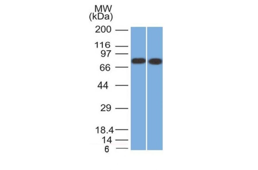 Western Blot - Anti-Calnexin Antibody [CANX/1541] (A250400) - Antibodies.com