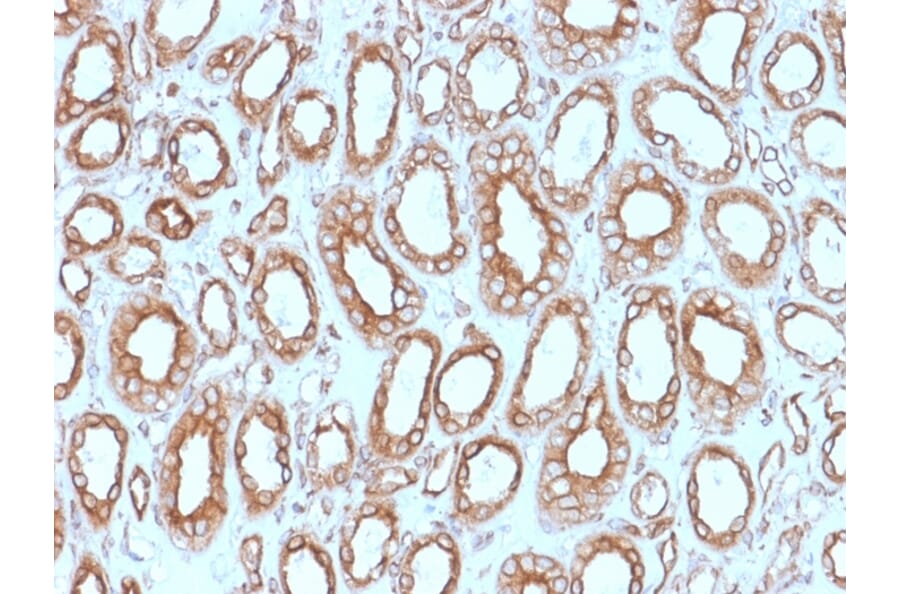 Immunohistochemistry - Anti-Calnexin Antibody [CANX/1543] (A250401) - Antibodies.com