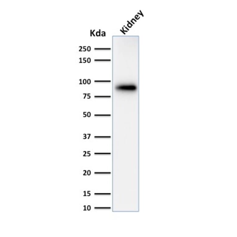 Western Blot - Anti-Calnexin Antibody [CANX/1543] (A250401) - Antibodies.com