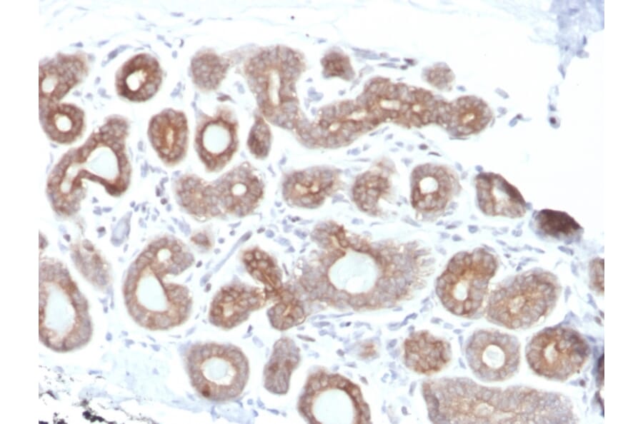 Immunohistochemistry - Anti-Calpain 1 Antibody [CAPN1/1530] (A250401) - Antibodies.com