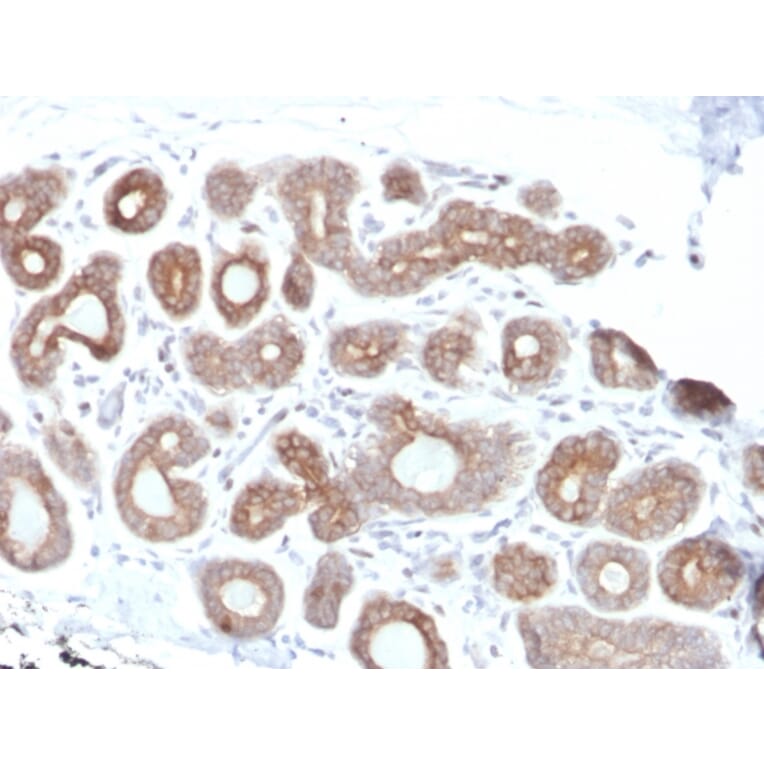 Immunohistochemistry - Anti-Calpain 1 Antibody [CAPN1/1530] (A250401) - Antibodies.com
