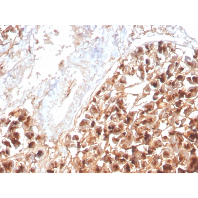 Immunohistochemistry - Anti-EPX Antibody [rEPO104] (A250402) - Antibodies.com