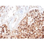 Immunohistochemistry - Anti-EPX Antibody [rEPO104] (A250402) - Antibodies.com