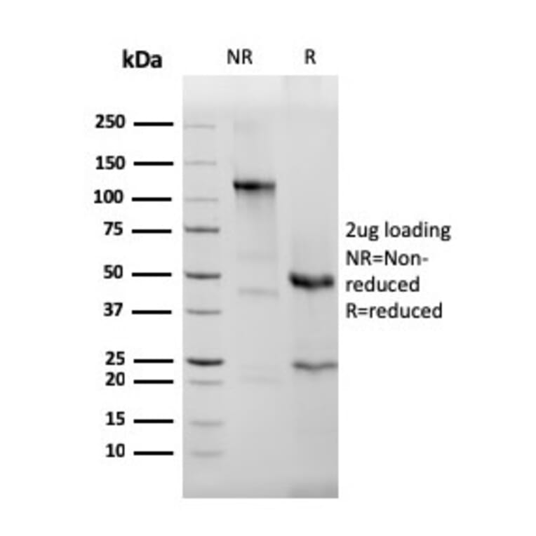 SDS-PAGE - Anti-EPX Antibody [rEPO104] (A250405) - Antibodies.com