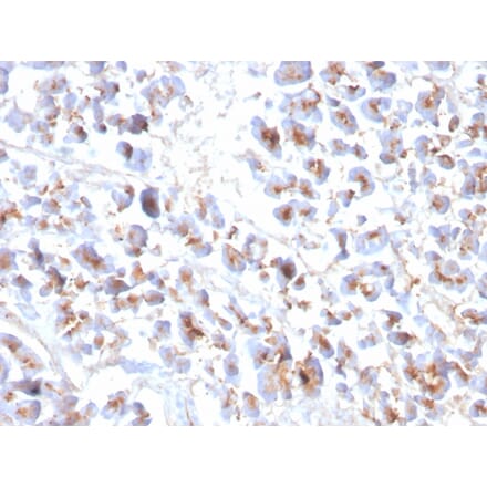 Immunohistochemistry - Anti-EPX Antibody [EPX/3908R] (A250405) - Antibodies.com