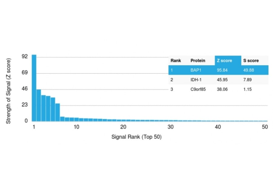 Protein Array - Anti-BAP1 Antibody [BAP1/2665] (A250409) - Antibodies.com