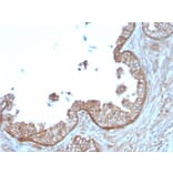 Immunohistochemistry - Anti-Calpastatin Antibody [CAST/1550] (A250412) - Antibodies.com