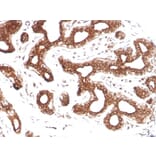 Immunohistochemistry - Anti-Calpastatin Antibody [CAST/1550] (A250412) - Antibodies.com