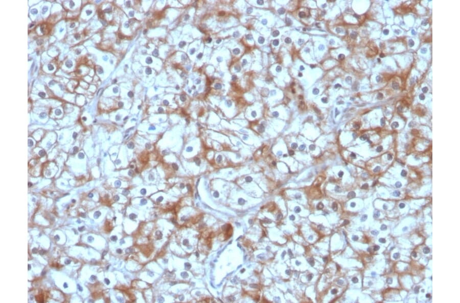 Immunohistochemistry - Anti-Calpastatin Antibody [CAST/1550] (A250411) - Antibodies.com