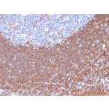 Immunohistochemistry - Anti-Calpastatin Antibody [CAST/1550] (A250412) - Antibodies.com