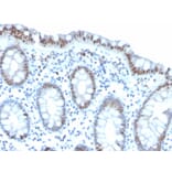 Immunohistochemistry - Anti-Histone H3 (phospho Ser10) Antibody [PHH3/471R] (A250412) - Antibodies.com