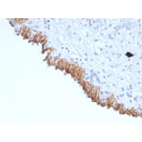 Immunohistochemistry - Anti-MAML2 Antibody [MAML2/1302] (A250415) - Antibodies.com
