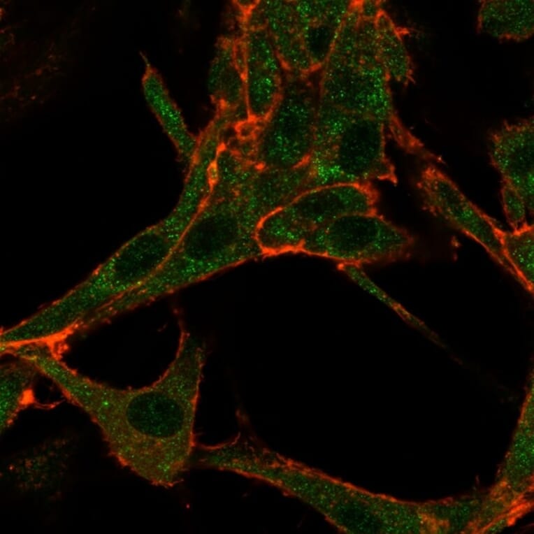 Immunofluorescence - Anti-RHOXF2 Antibody [PCRP-RHOXF2-1D7] (A250417) - Antibodies.com