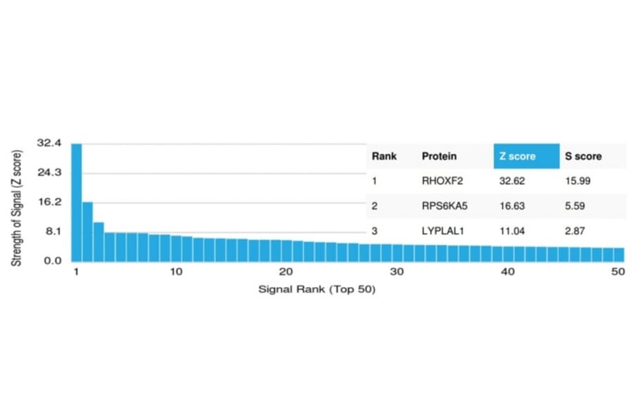 Protein Array - Anti-RHOXF2 Antibody [PCRP-RHOXF2-1D7] (A250416) - Antibodies.com