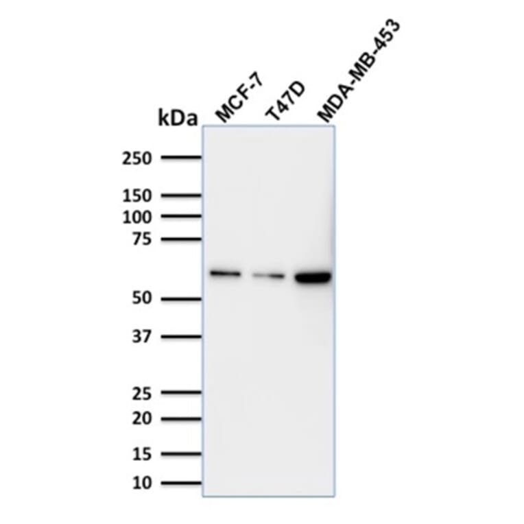 Western Blot - Anti-p63 Antibody [TP63/1786] (A250429) - Antibodies.com