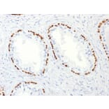 Immunohistochemistry - Anti-p63 Antibody [TP63/2427] (A250430) - Antibodies.com