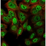 Immunofluorescence - Anti-p40 Antibody [ZR8] (A250433) - Antibodies.com