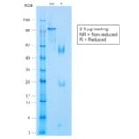 SDS-PAGE - Anti-p63 Antibody [TP63/1423R] (A250434) - Antibodies.com