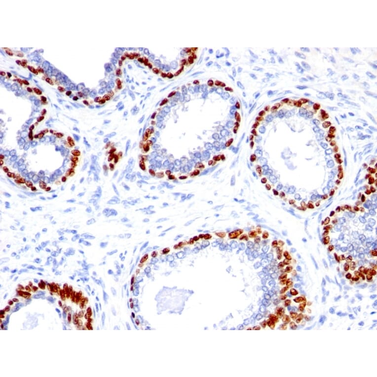 Immunohistochemistry - Anti-p40 Antibody (A250434) - Antibodies.com