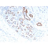 Immunohistochemistry - Anti-p40 Antibody (A250437) - Antibodies.com