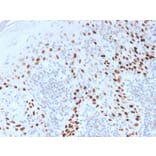 Immunohistochemistry - Anti-p40 Antibody (A250436) - Antibodies.com