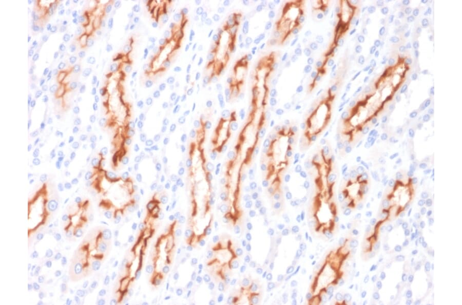 Immunohistochemistry - Anti-TNFSF9 Antibody [CD137L/1547] (A250439) - Antibodies.com