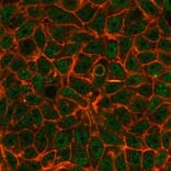 Immunofluorescence - Anti-TIF1 alpha Antibody [PCRP-TRIM24-1B12] (A250442) - Antibodies.com