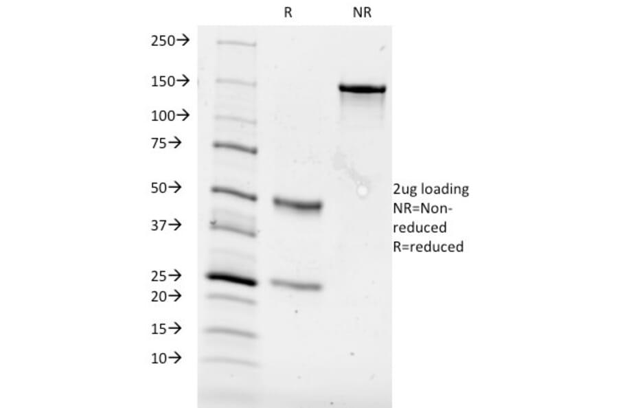 SDS-PAGE - Anti-CD84 Antibody [153-4D9] (A250444) - Antibodies.com