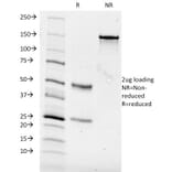 SDS-PAGE - Anti-CD84 Antibody [153-4D9] (A250444) - Antibodies.com