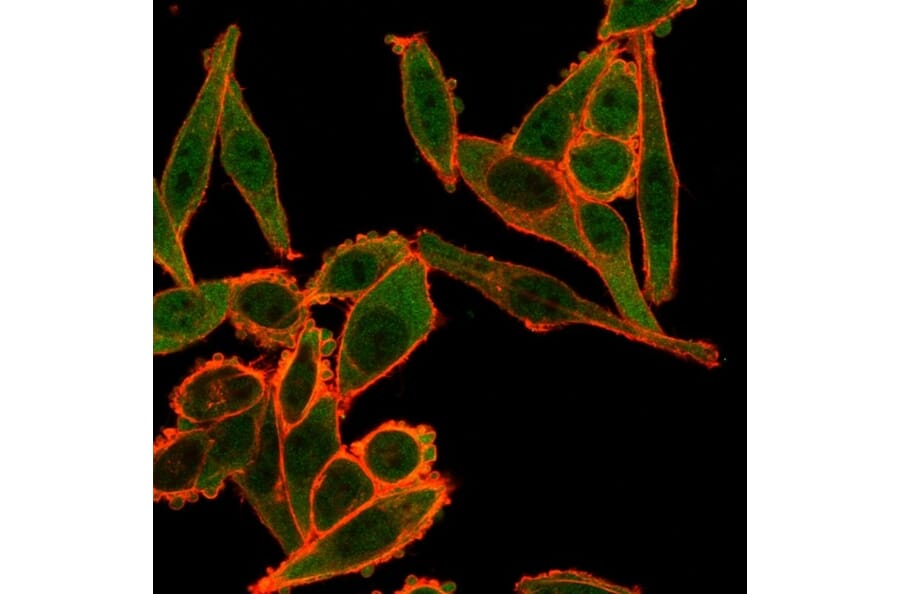 Immunofluorescence - Anti-TSC22D1 Antibody [PCRP-TSC22D1-1A2] (A250446) - Antibodies.com