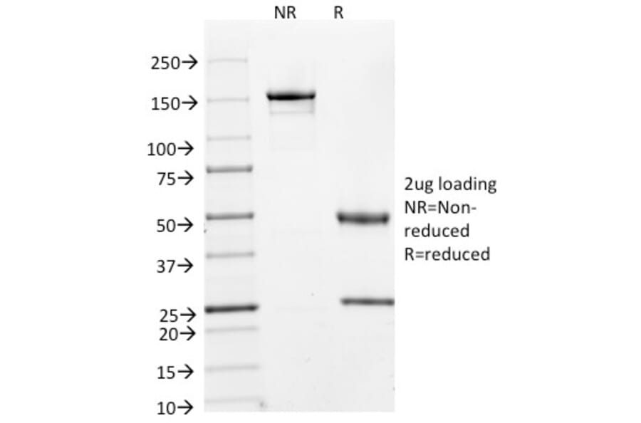 SDS-PAGE - Anti-Cyclin A2 Antibody [E67] (A250452) - Antibodies.com